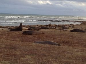 Elephant Seals at Año Nuevo State Park
